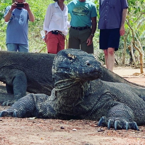 Up close with a Komodo Dragon - get the photo and get out!