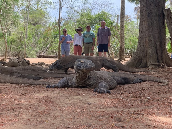 Its hot but exciting experience up close with Komodo dragon