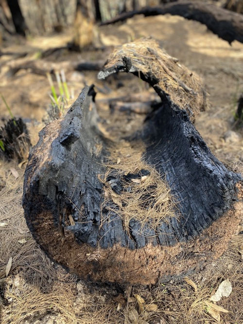 Burned log after the 2019 bush fires at Bina Burra