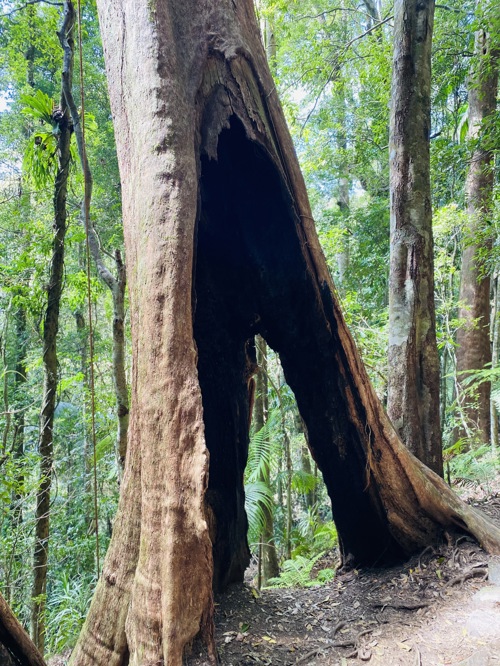 Massive tree Bina Burra rain forest South East Queensland