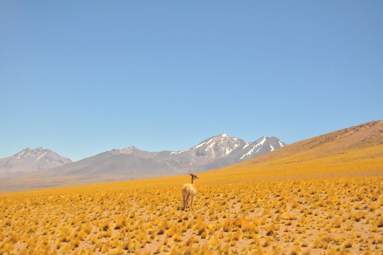 I love this photo - was on the way to Miscanti Lagoon