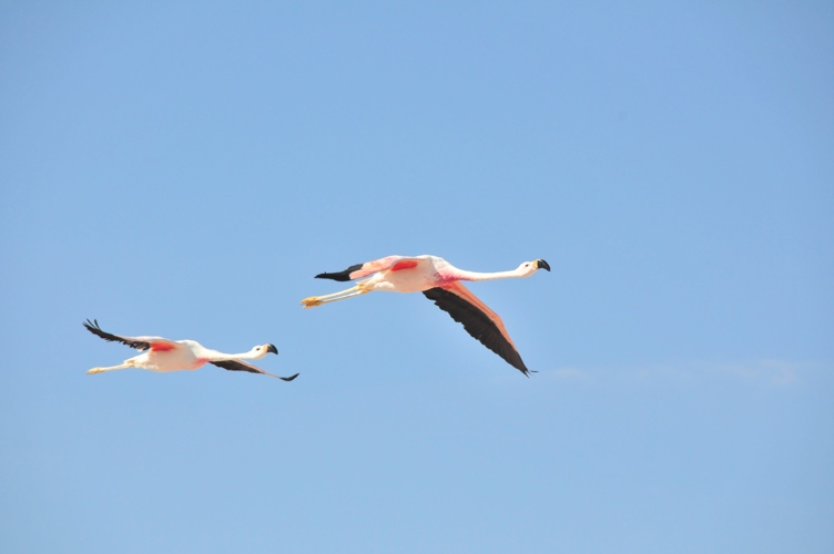 Flamingo's in flight