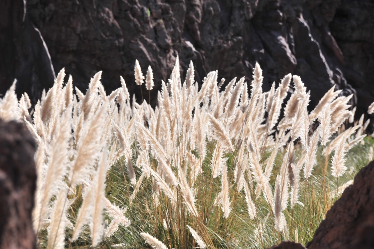 Was taken during a mountain hike - I just liked them