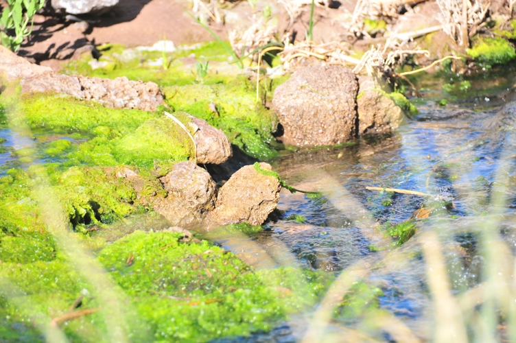  Was taken during a mountain hike - a rare stream in the desert