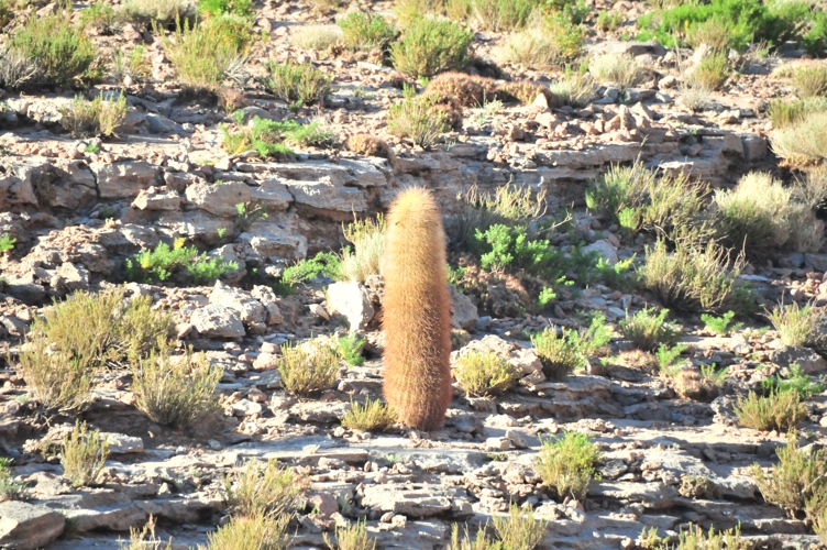 Its a cactus - one of many to be seen 