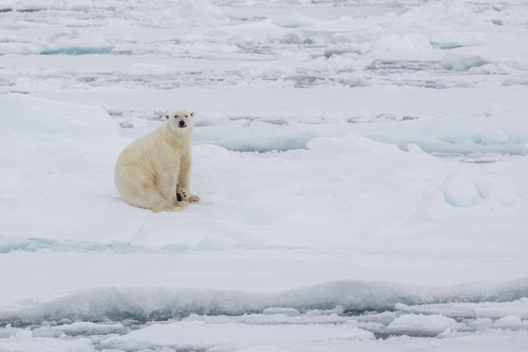 Day 3 - Ice Cruising-14