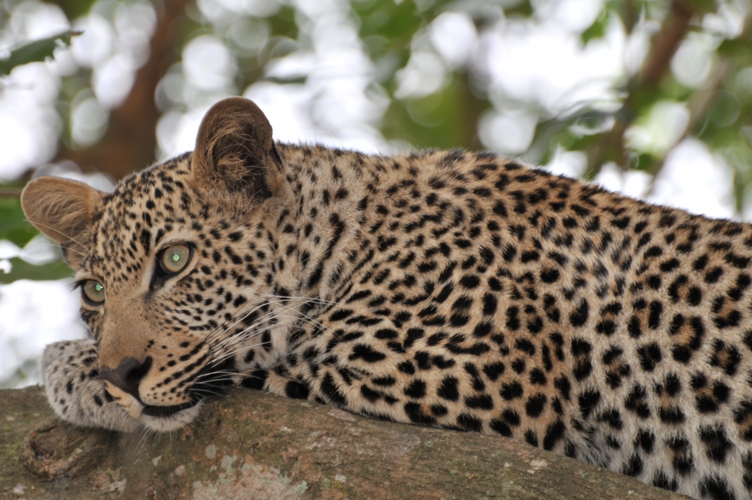 My first photo of a Leopard 