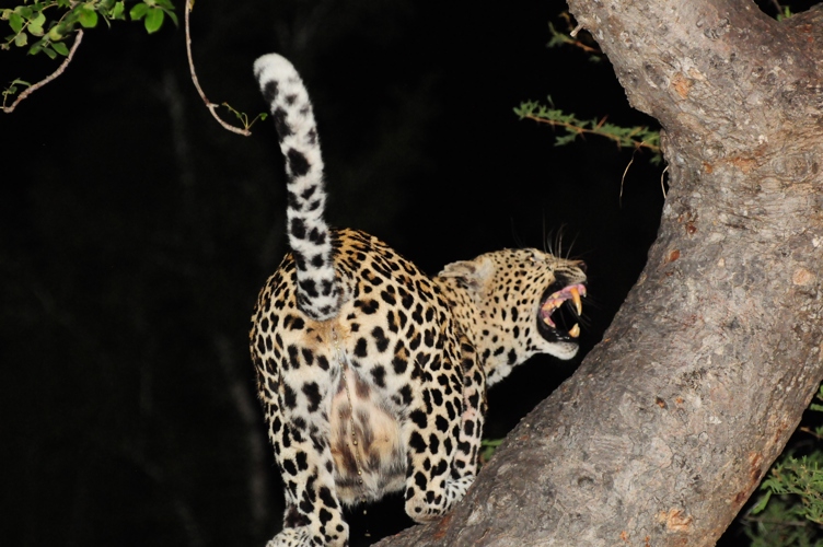 Cheetah up a tree