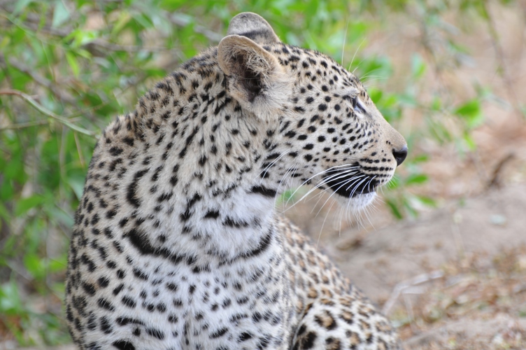 leopard is one of the five extant species in the genus Panthera