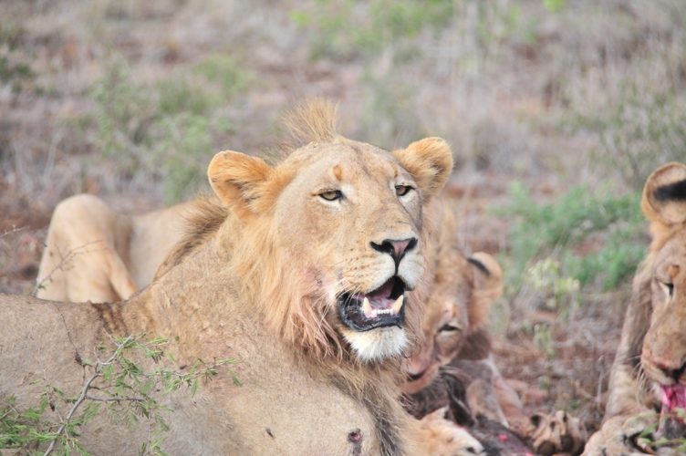 Female Lion finishing her lunch