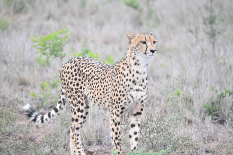 The cheetah is a large cat with a tawny to creamy white or pale buff fur that is marked with evenly spaced, solid black spots.