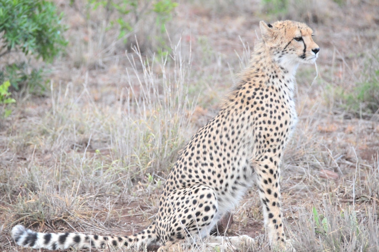 Love this Cheetah
