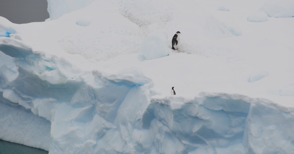 Penguins marooned on an iceberg