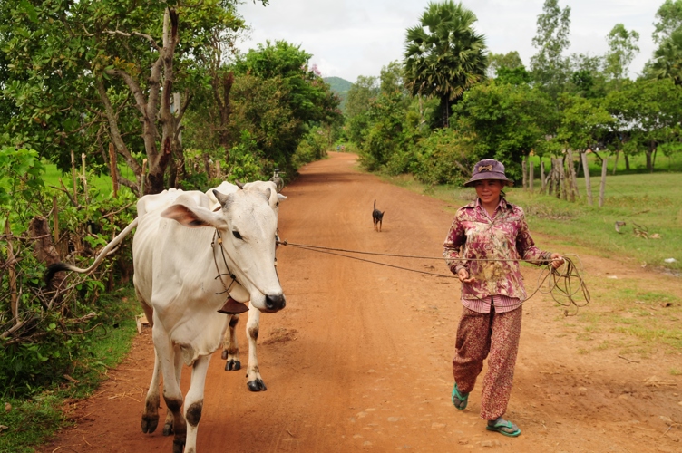 Cambodia Village Girl with Cow