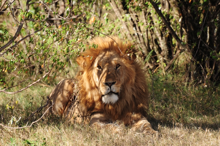 Male Lion having a rest in the shade