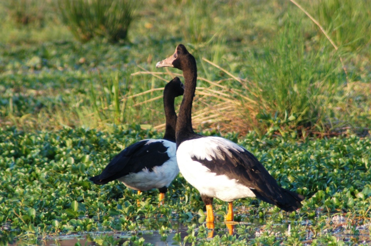 Mt Borradaile day 2 064
