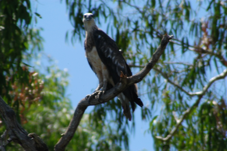 Mt Borradaile day 2 029