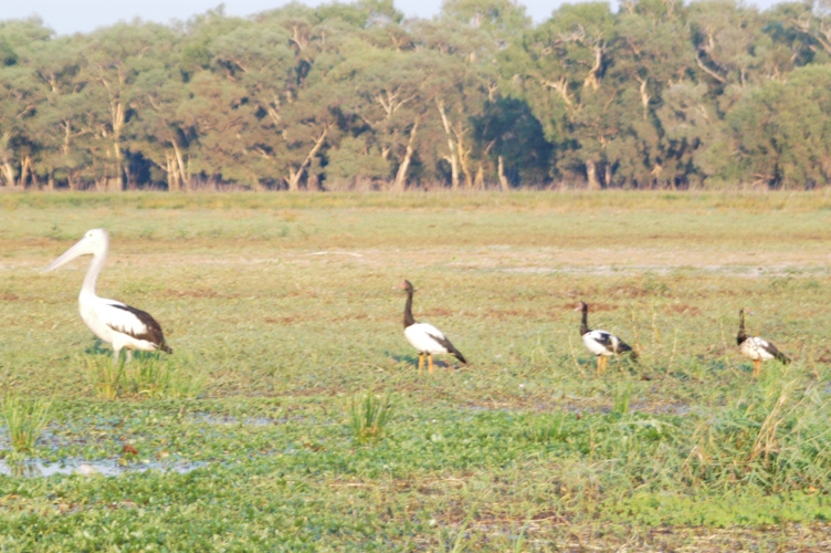 Mt Borradaile day 2 075