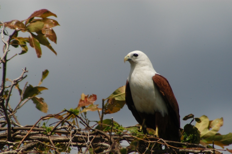 Mt Borradaile Day 3 137