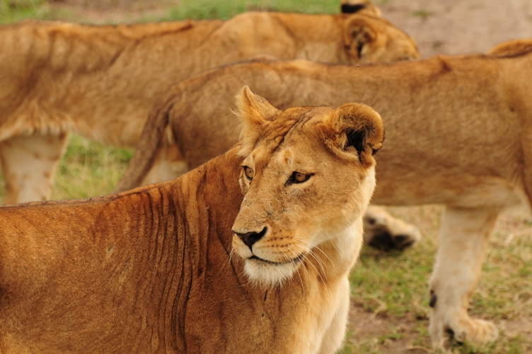 Lioness looking for something...