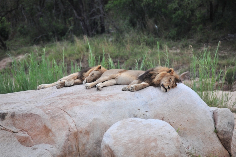 Lazy afternoon while the Lioness is off hunting for dinner