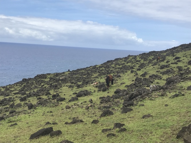 Tell me they rolled the Moai on trees to here from the quarries