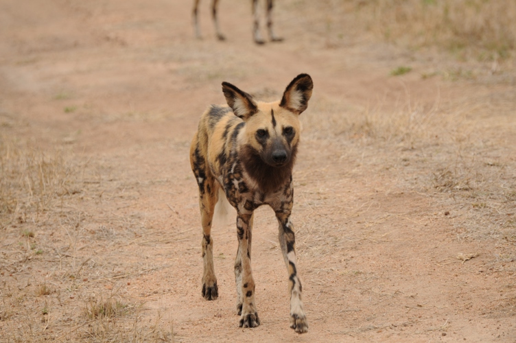 Wild dogs are hard to find but they do smell!