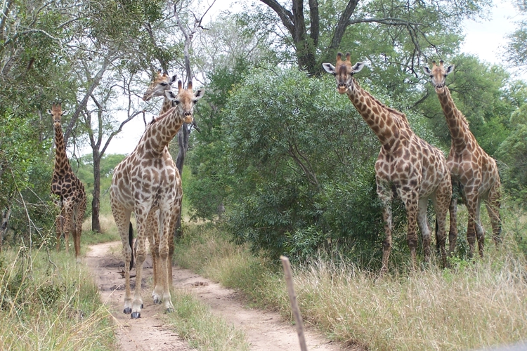 Giraffe Sabi Sabi. 2JPG