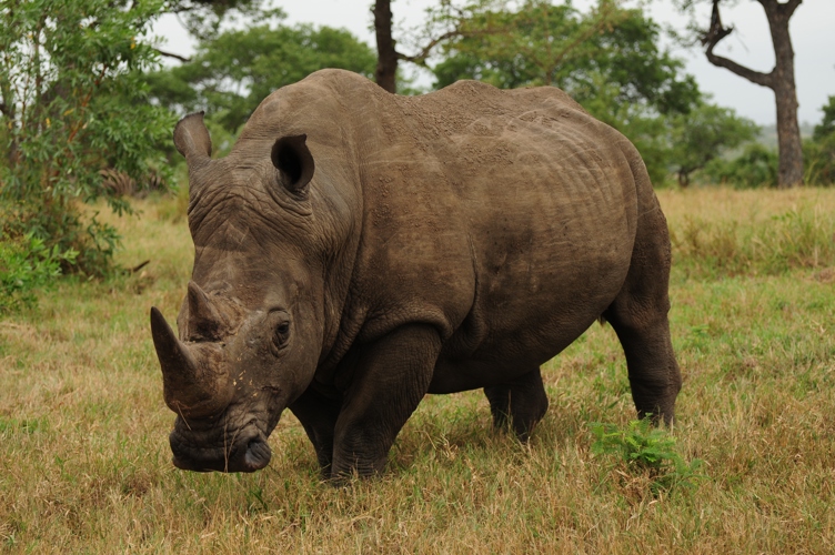 Up close with a Rhino