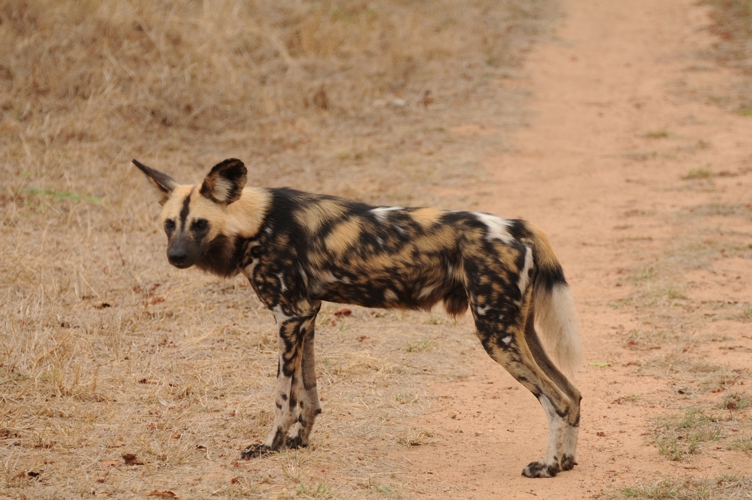 Wild dog