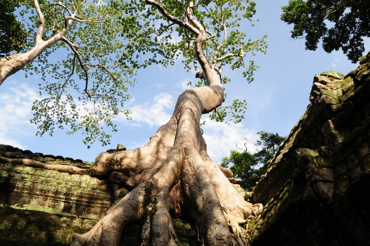 Famous tree that was in the Tomb Raider movie filmed in Cambodia