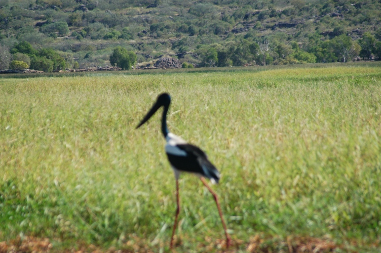 Black-necked Stork, it is widely and commonly referred to as the Jabiru by locals