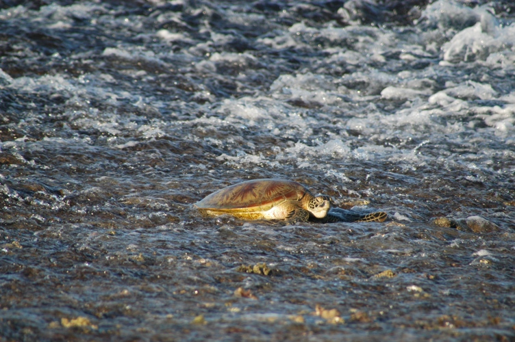 The reef after water dropping 9 metres!