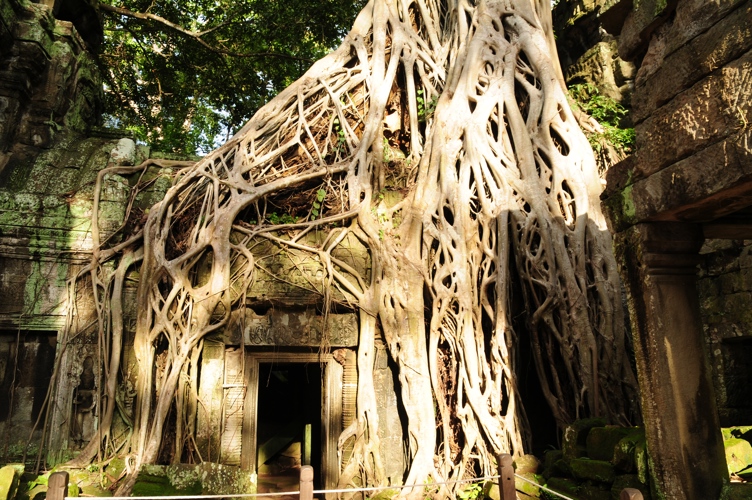 Located at Angkor Wat this tree and structure were featured in Tomb Raider movie
