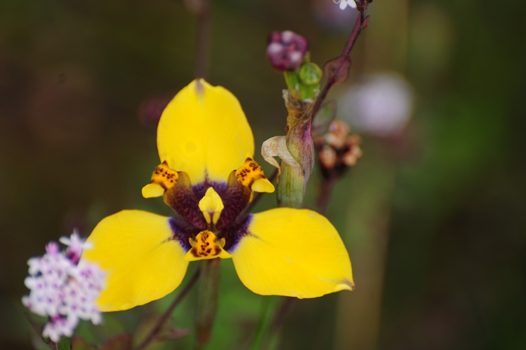 Orchid Peru