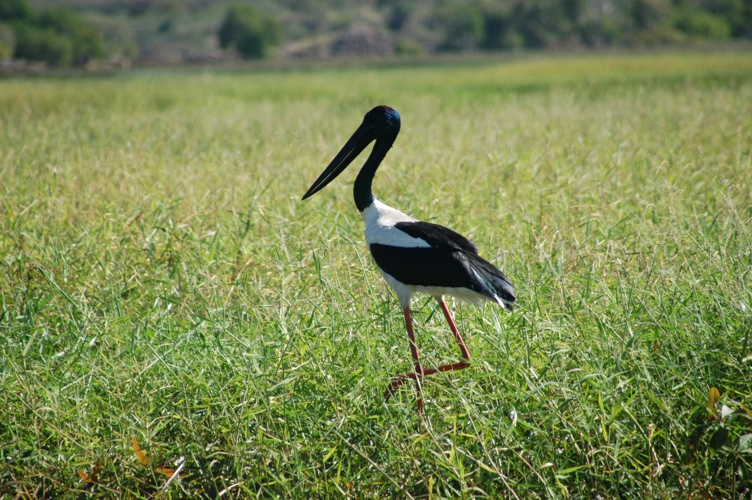 The black-necked stork is often called the 'jabiru'.