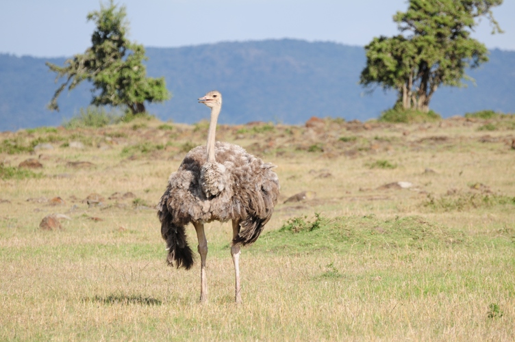 Ostrich Kenya