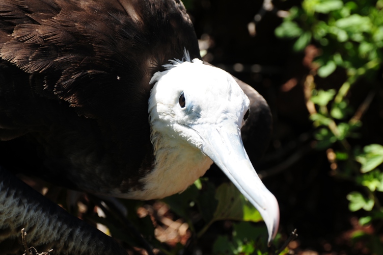 Baby Eagle Galapagos