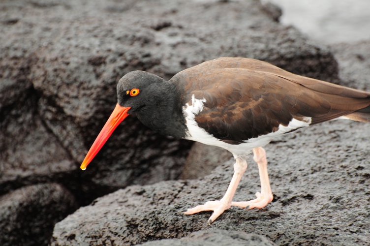 Unknown Bird Galapagos