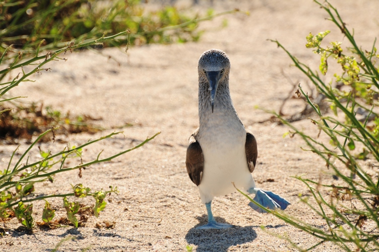 Blue Footed Booby Galapagos