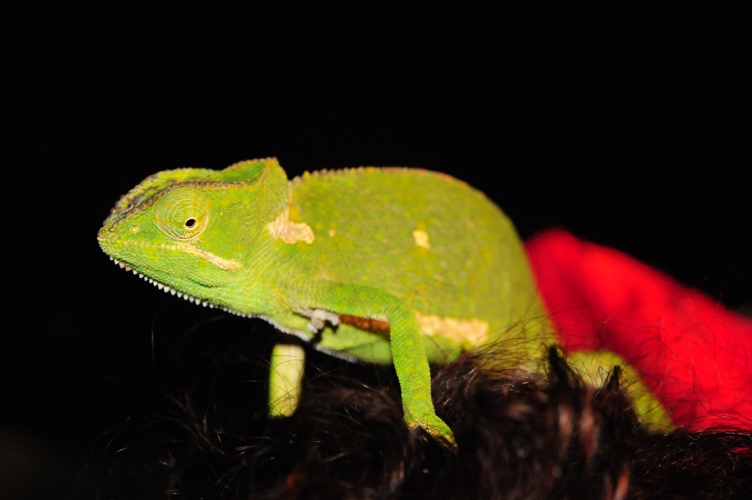 Chameleon on Pips head in Sabi Sabi