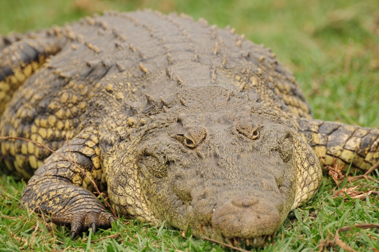 Alligator Botswana