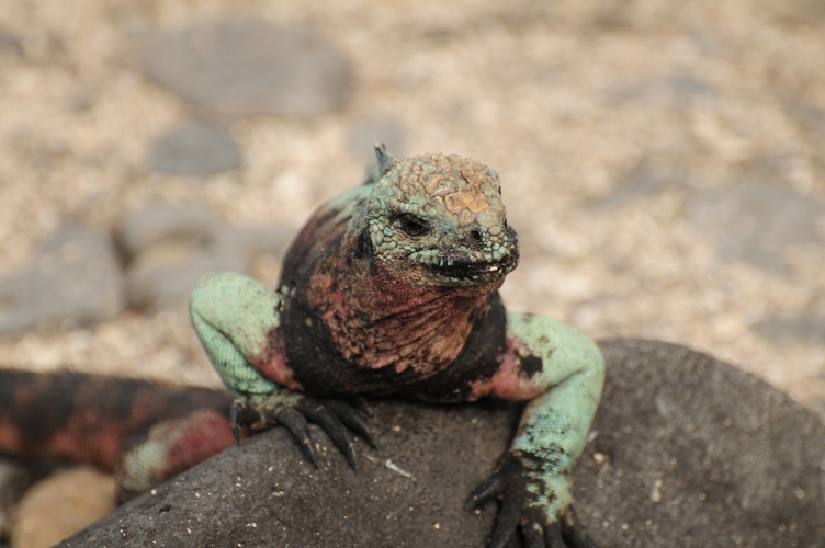 Iguana Galapagos