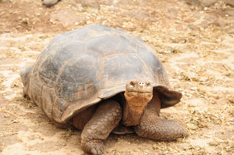 Galapagos giant tortoise