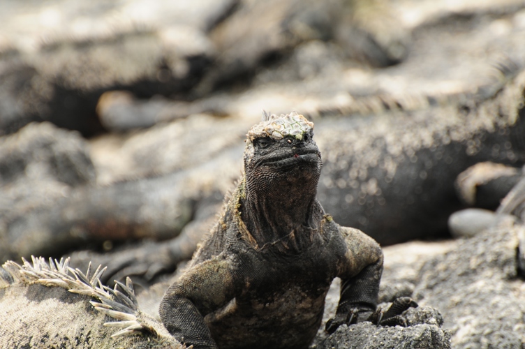 Marine Iguana