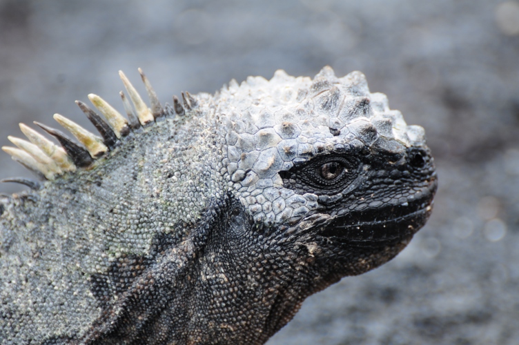 Sea Iguana 