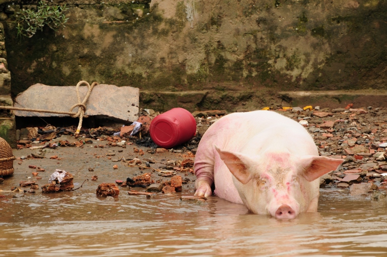 Pig in Cambodia
