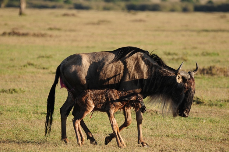 Wildebeest just given birth on the open plains in Kenya