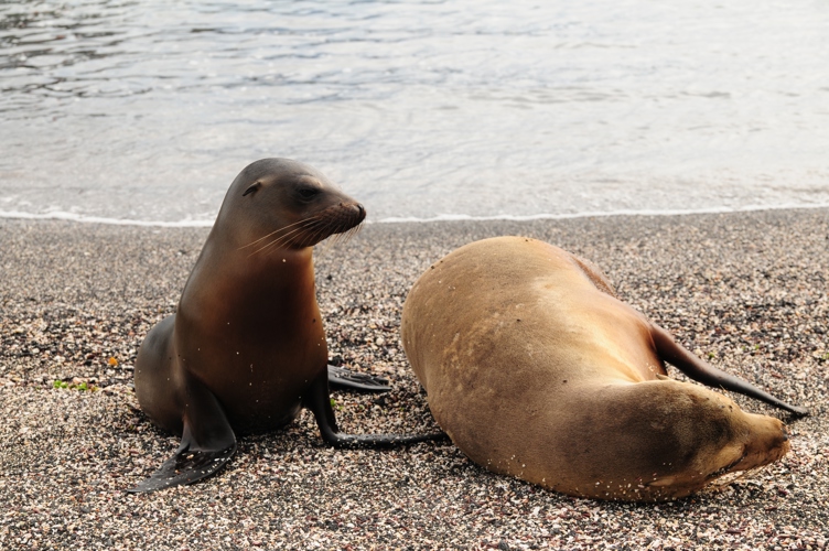 Baby Seal with mother Galapagos