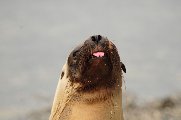 Cheeky Seal Galapagos